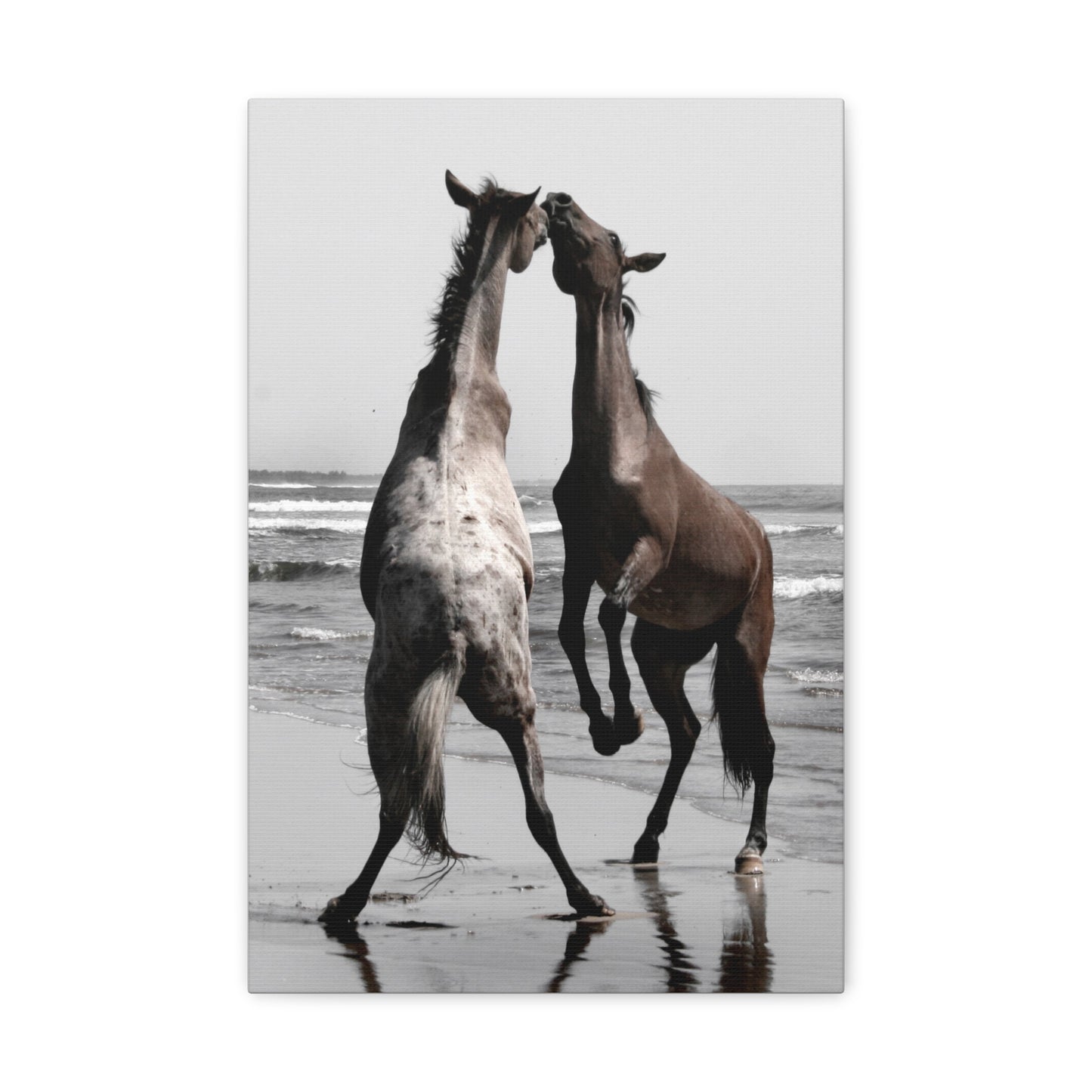 Wild Horses on the Beach Photography Canvas Gallery Wraps - Photography Wall Art Canvas Print of Horses in Mazatlan, Mexico