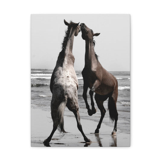 Wild Horses on the Beach Photography Canvas Gallery Wraps - Photography Wall Art Canvas Print of Horses in Mazatlan, Mexico