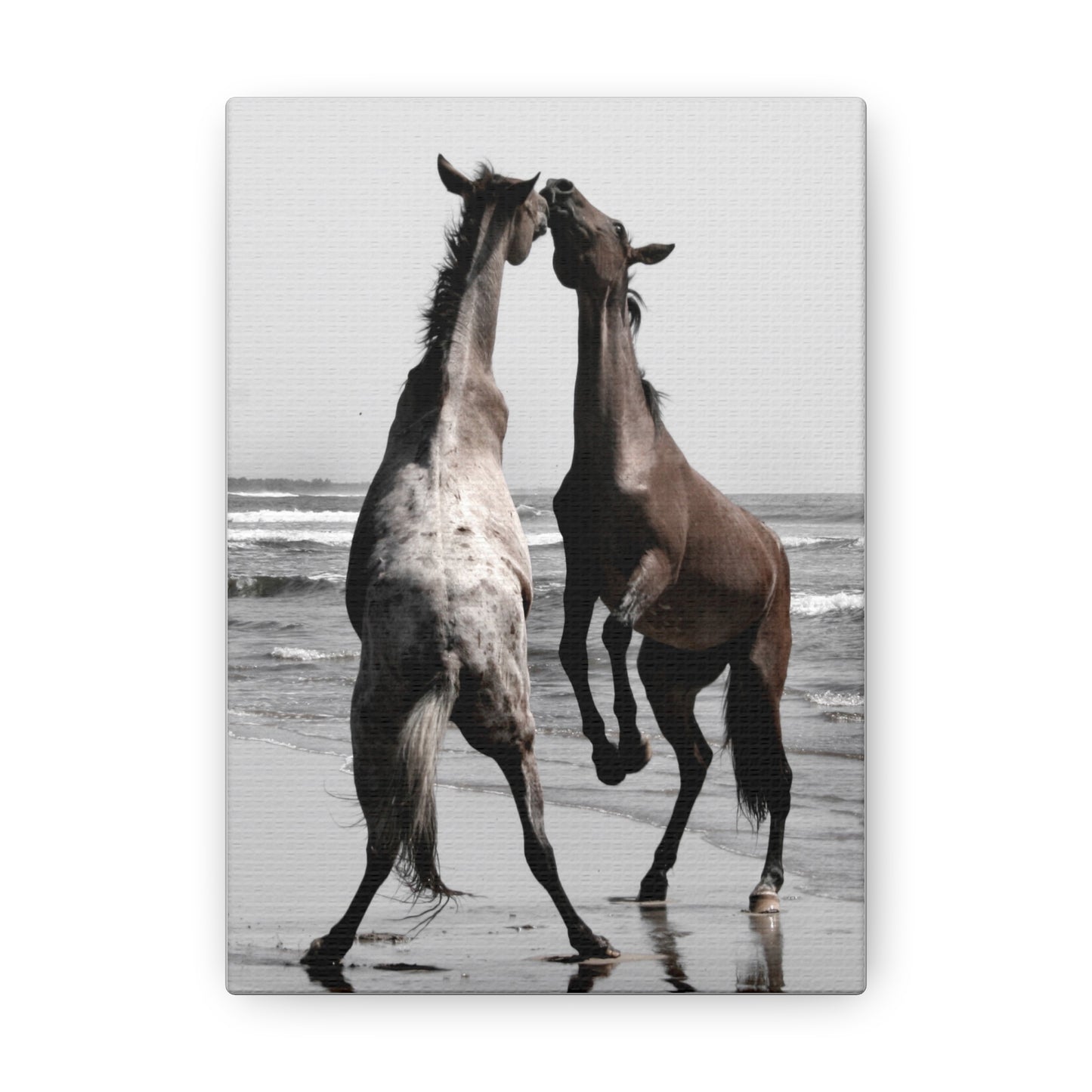 Wild Horses on the Beach Photography Canvas Gallery Wraps - Photography Wall Art Canvas Print of Horses in Mazatlan, Mexico